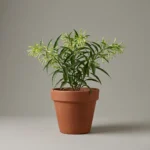 نبات مسك الليل المزهر في بلكونة منزلية