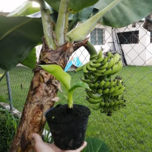 Dwarf Banana Plant في حديقة منزلية مشمسة