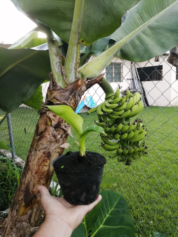 Dwarf Banana Plant في حديقة منزلية مشمسة