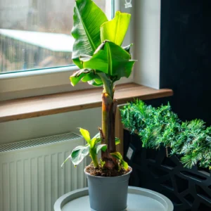 Dwarf Banana Plant بأوراق خضراء كبيرة