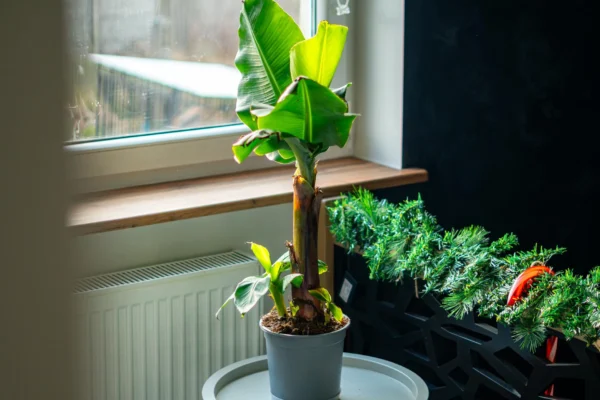 Dwarf Banana Plant بأوراق خضراء كبيرة