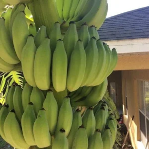 Dwarf Banana Plant بمظهر استوائي جذاب