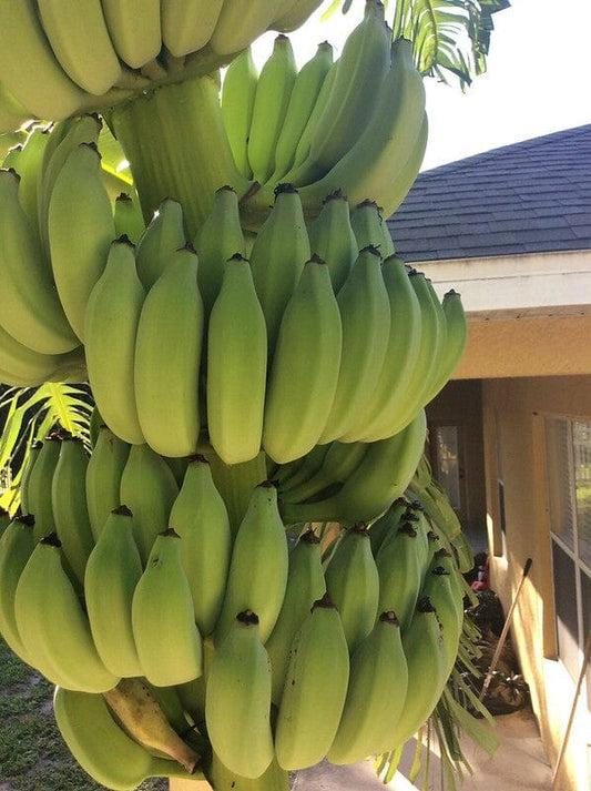 Dwarf Banana Plant بمظهر استوائي جذاب