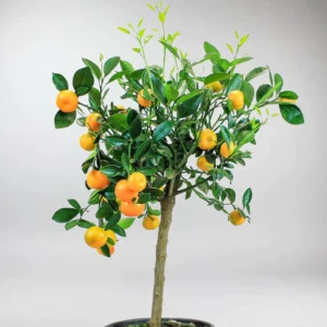 Calamondin Orange يحمل ثمار برتقال صغيرة
