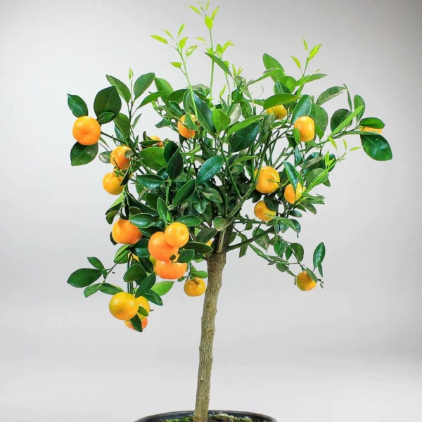 Calamondin Orange يحمل ثمار برتقال صغيرة Calamondin Orange يحمل ثمار برتقال صغيرة