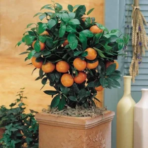 Calamondin Orange في حديقة منزلية مشمسة