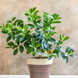 Calamondin Orange يحمل ثمار برتقال صغيرة