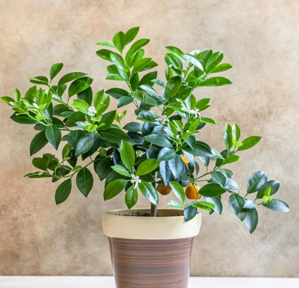 Calamondin Orange يحمل ثمار برتقال صغيرة