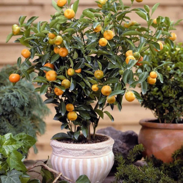 Calamondin Orange في حديقة منزلية مشمسة