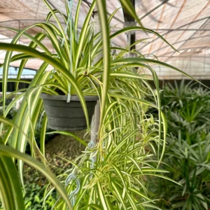 نبات Spider Plant في أصيص داخلي