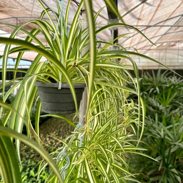 نبات Spider Plant في أصيص داخلي