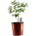 Mulberry Tree في أصيص جاهز للزراعة