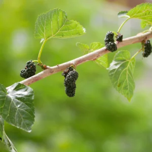 Mulberry Tree مزروعة في حديقة منزلية