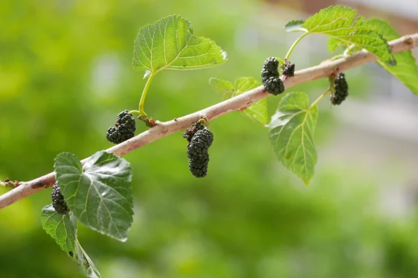 Mulberry Tree مزروعة في حديقة منزلية