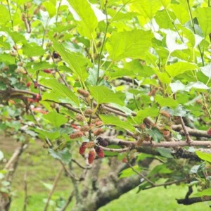 Mulberry Tree تحمل ثمار التوت الناضجة