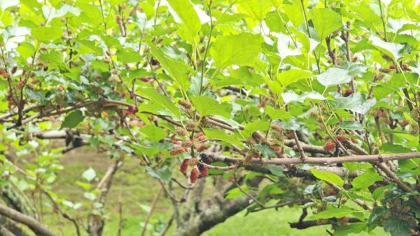 Mulberry Tree تحمل ثمار التوت الناضجة