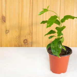 Passion Fruit Plant في أصيص جاهز للزراعة
