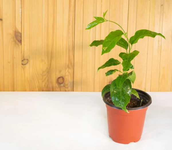 Passion Fruit Plant في أصيص جاهز للزراعة