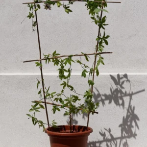 Passion Fruit Plant متسلقة على تعريشة خارجية