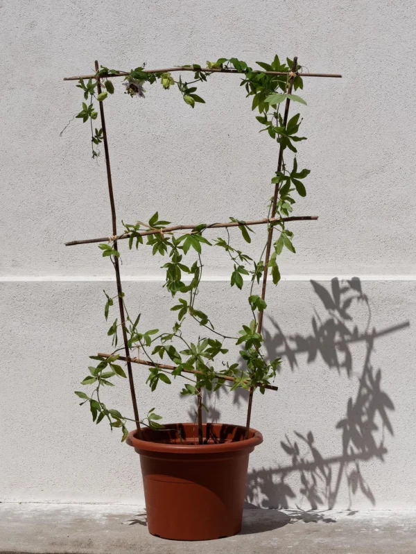 Passion Fruit Plant متسلقة على تعريشة خارجية