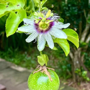 Passion Fruit Plant تحمل ثمار الباشن فروت