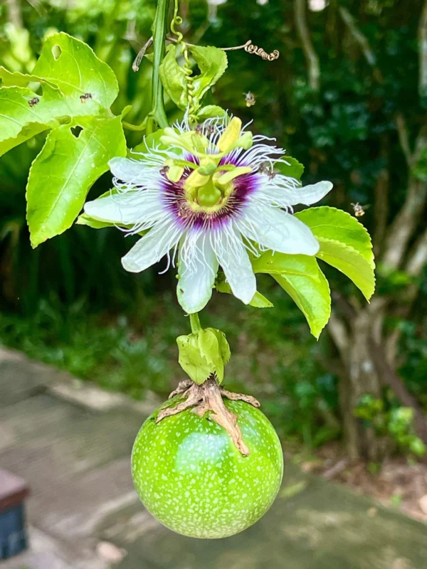 Passion Fruit Plant تحمل ثمار الباشن فروت
