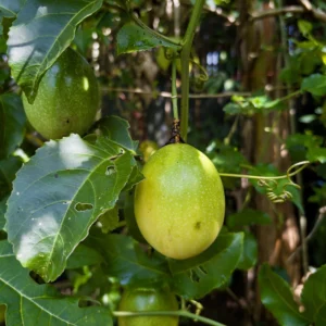 Passion Fruit Plant بأزهار استوائية مميزة