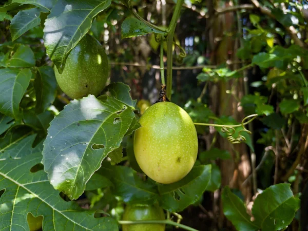 Passion Fruit Plant بأزهار استوائية مميزة