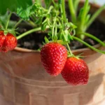 Strawberry Plant تحمل ثمار فراولة حمراء