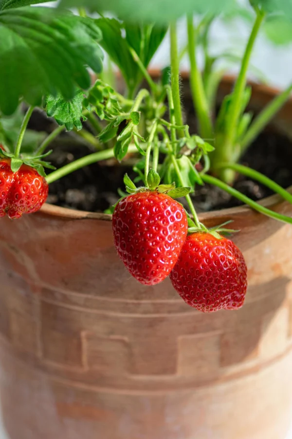 Strawberry Plant تحمل ثمار فراولة حمراء Strawberry Plant تحمل ثمار فراولة حمراء