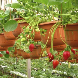 Strawberry Plant مزروعة في حديقة منزلية