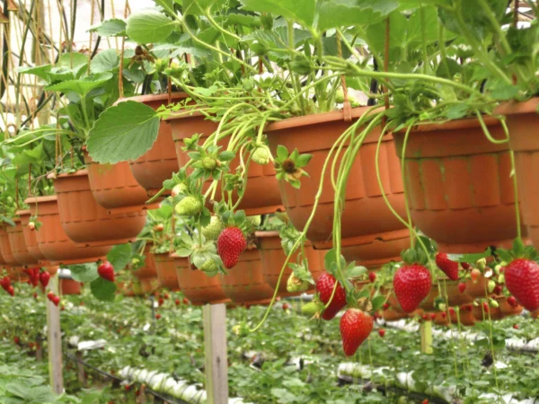 Strawberry Plant مزروعة في حديقة منزلية