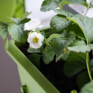 Strawberry Plant بأزهار بيضاء جميلة