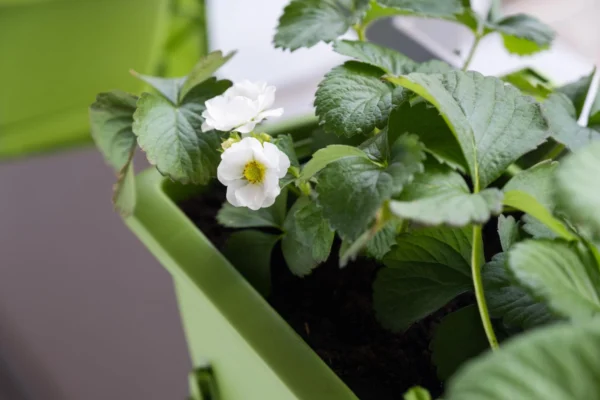 Strawberry Plant بأزهار بيضاء جميلة