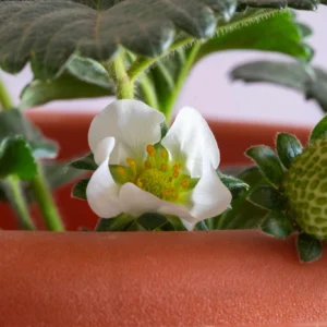 Strawberry Plant بأزهار بيضاء جميلة
