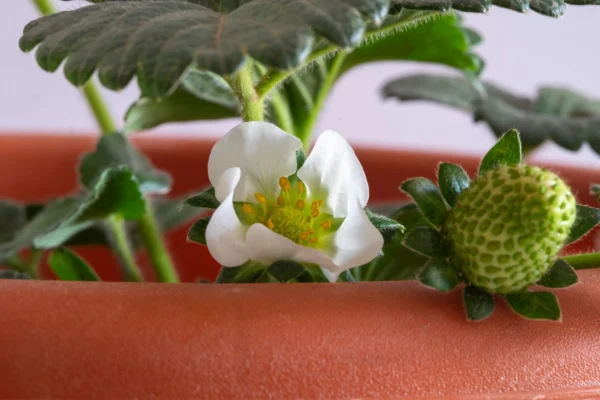 Strawberry Plant بأزهار بيضاء جميلة