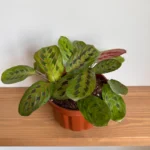 نبات Maranta داخل حمام بإضاءة طبيعية