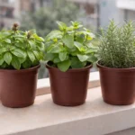 مجموعة أعشاب طازجة للمطبخ والبلكونة في أصص