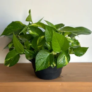 نبات Golden Pothos داخل حمام بإضاءة طبيعية