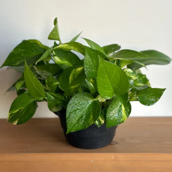 نبات Golden Pothos داخل حمام بإضاءة طبيعية نبات Golden Pothos داخل حمام بإضاءة طبيعية