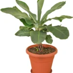 Dwarf Banana Plant في أصيص جاهز للزراعة