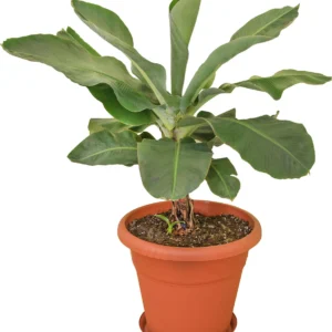 Dwarf Banana Plant في أصيص جاهز للزراعة