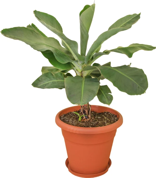 Dwarf Banana Plant في أصيص جاهز للزراعة Dwarf Banana Plant في أصيص جاهز للزراعة