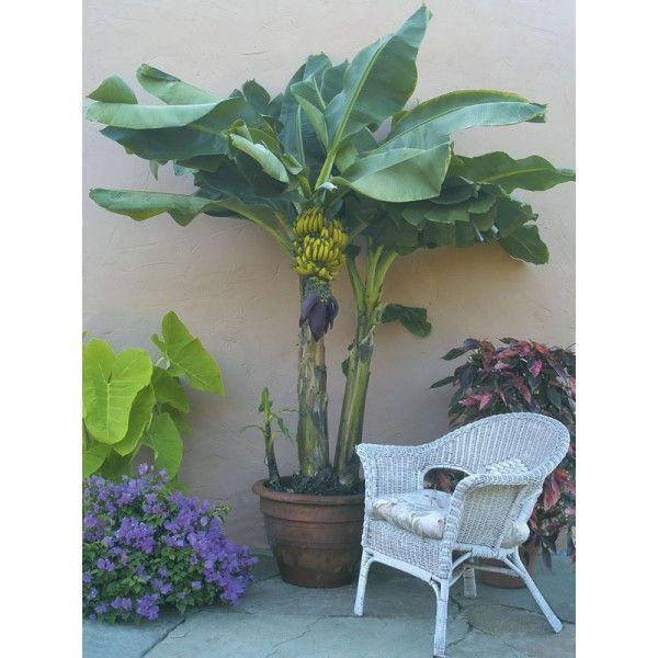 Dwarf Banana Plant في حديقة منزلية مشمسة