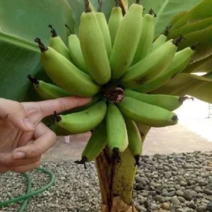 Dwarf Banana Plant بمظهر استوائي جذاب