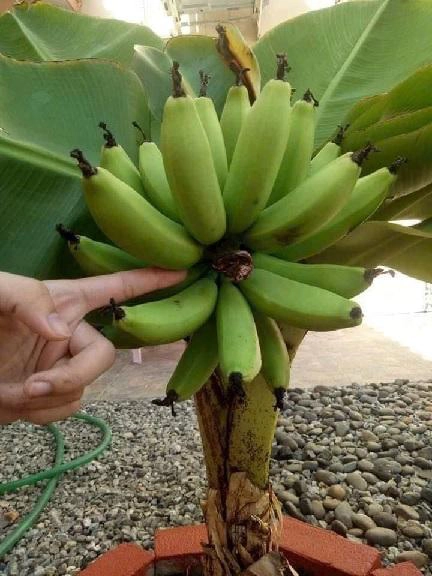 Dwarf Banana Plant بمظهر استوائي جذاب