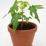 Papaya Plant شتلة بابايا صغيرة في الحديقة
