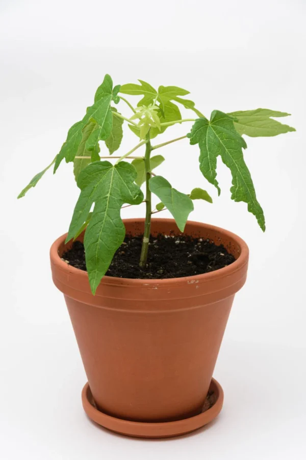 Papaya Plant شتلة بابايا صغيرة في الحديقة Papaya Plant شتلة بابايا صغيرة في الحديقة