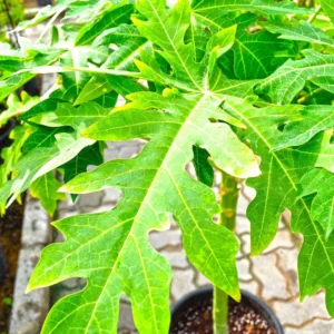 Papaya Plant في حديقة منزلية مشمسة