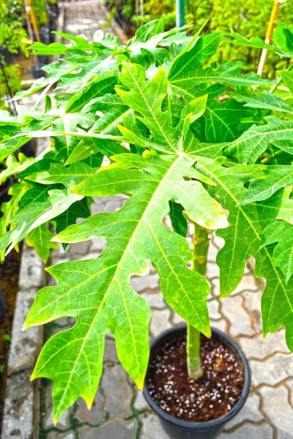 Papaya Plant في حديقة منزلية مشمسة